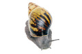 Archachatina camerunensis Cameroon adult